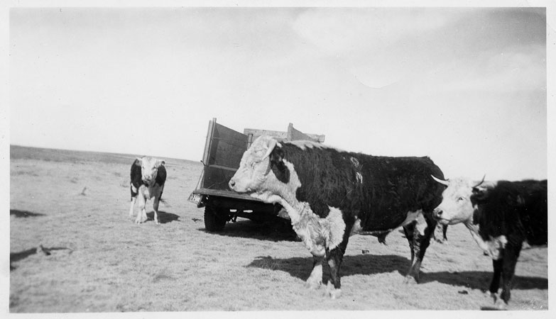 Herford cattle dodge truck