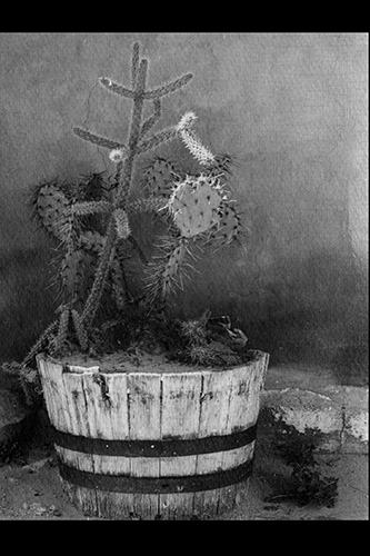 <choa cactus old mesilla oak barrel>