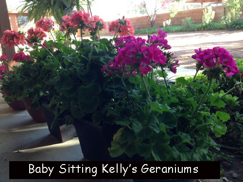 <baby sitting kelly's geraniums>