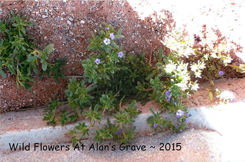 <wild flowers at alan merl's grave>